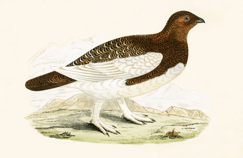 Willow Grouse, ilustração de "Uma História das Aves da Europa Não Observadas nas Ilhas Britânicas", de Charles Robert Bree (1811-1886), publicada em 1867 (cor litho) de English School