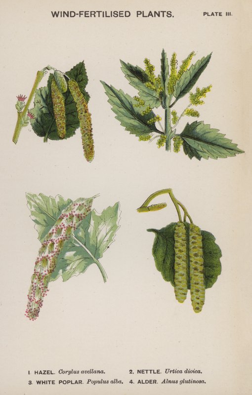 Plantas de vento (cor litho) de English School