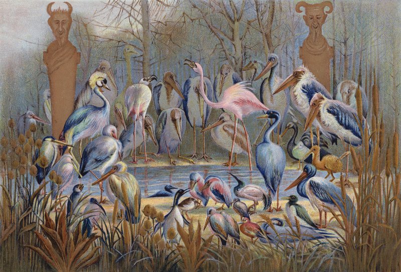 Sábio ou não, um estudo da avifauna (chromolitho) de English School