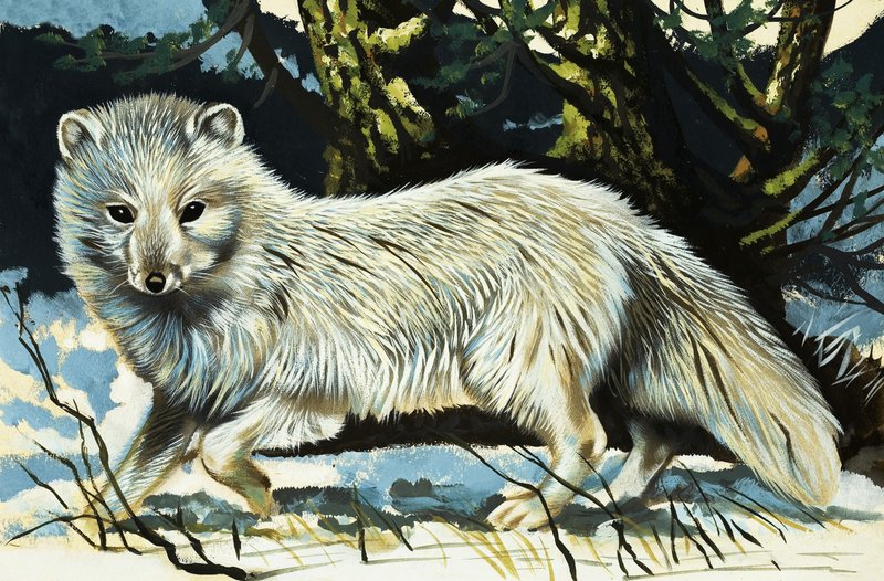 Lobo de English School