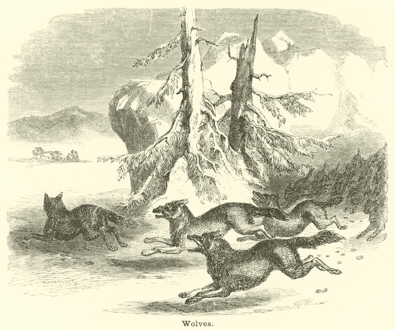 Lobos de English School