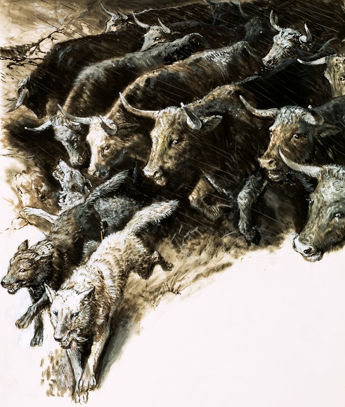Lobos apanhados em uma debandada de English School