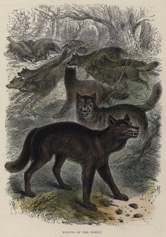 Wolves of the Forest (gravura colorida) de English School