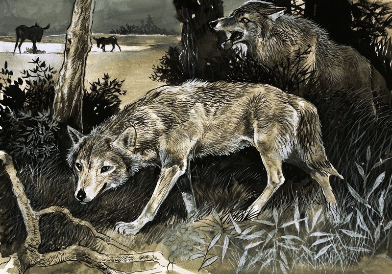 Lobos à espreita de English School