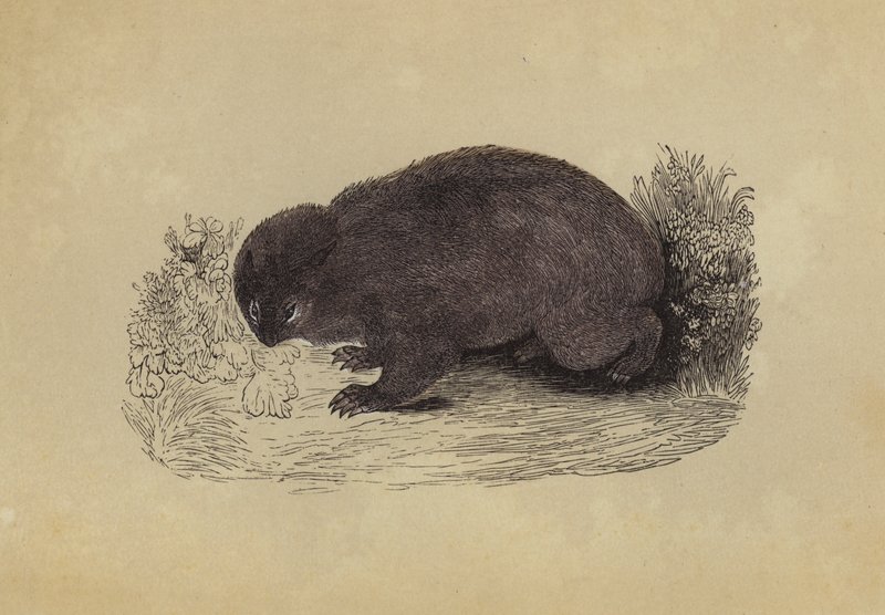 Wombat (litografia a cores) de English School