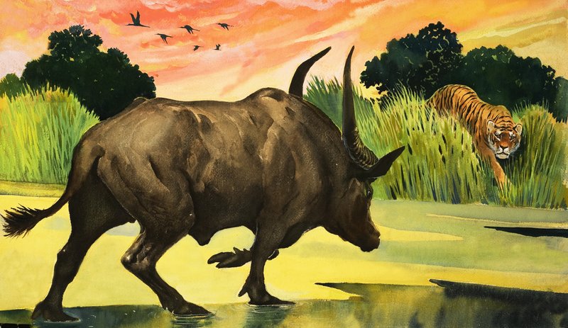 Maravilhas da natureza: mais feroz animal de todos eles de English School