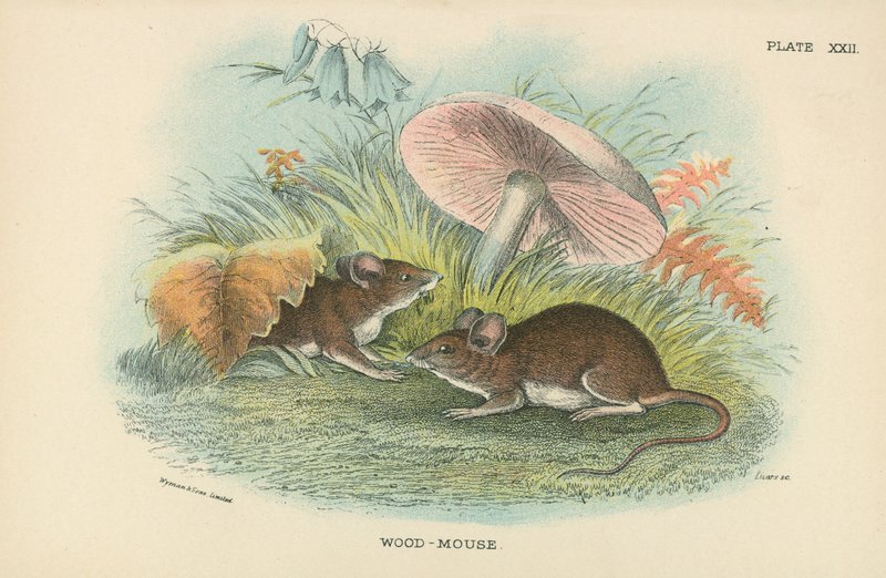 Madeira-rato de English School