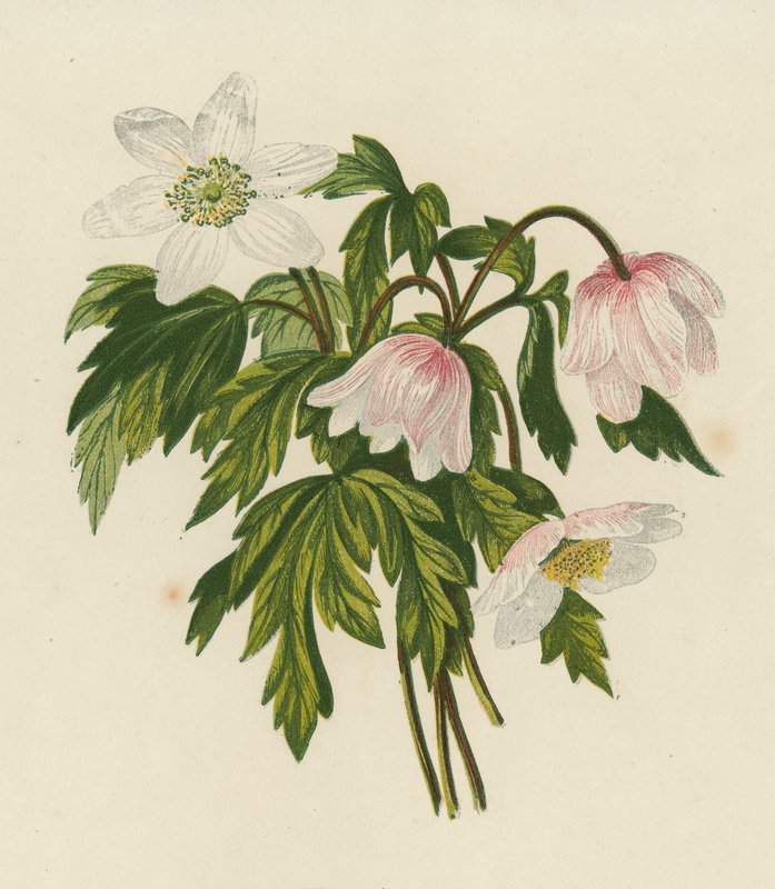 Anémona da madeira, Anémona Nemorosa (litografia a cores) de English School