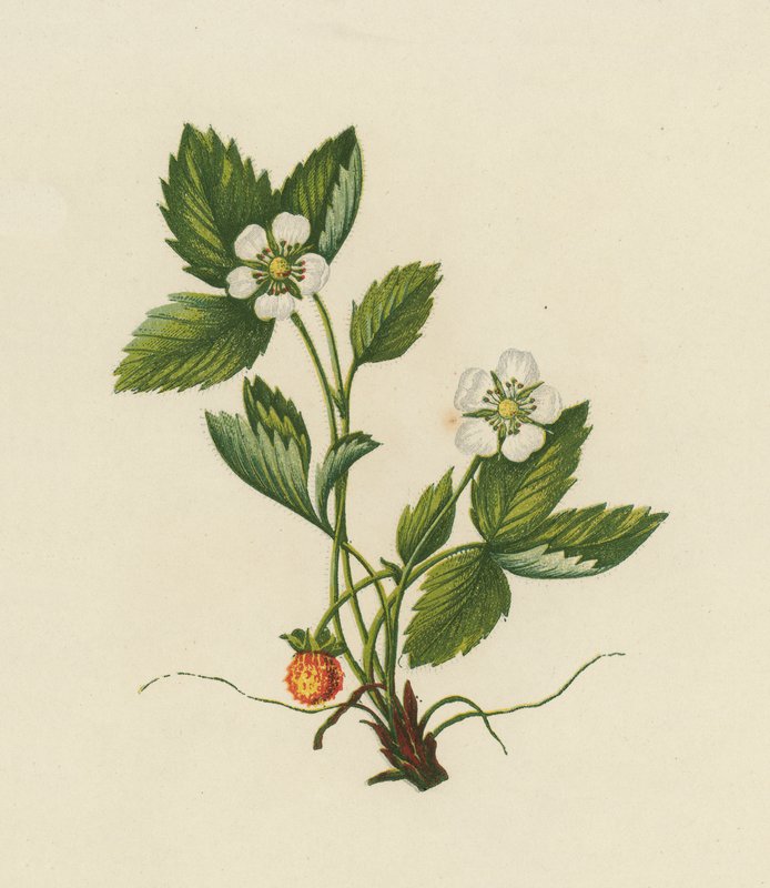 Madeira Morangueiro, Fragaria Vesca (cor litho) de English School