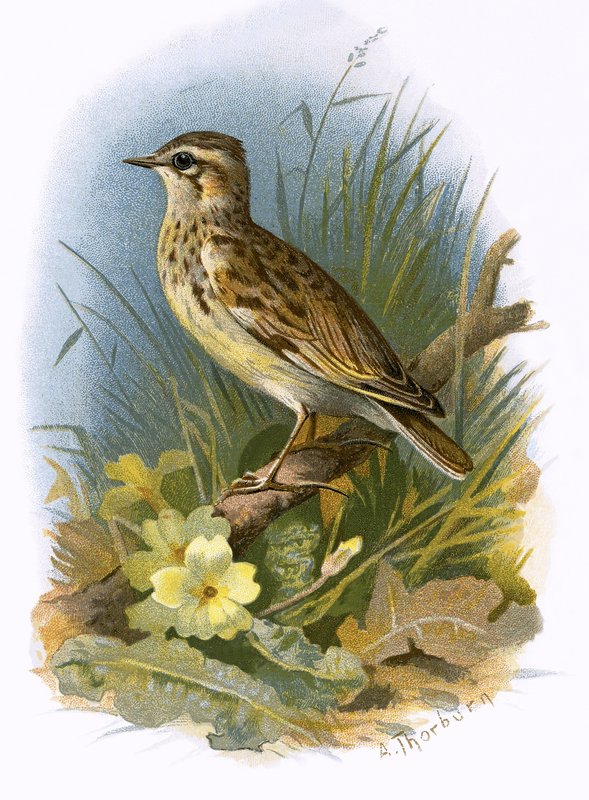 Woodlark de English School