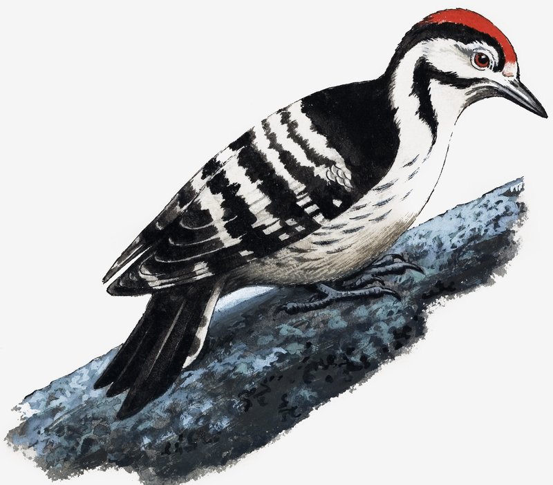 Pica-pau (Downy Woodpecker) de English School