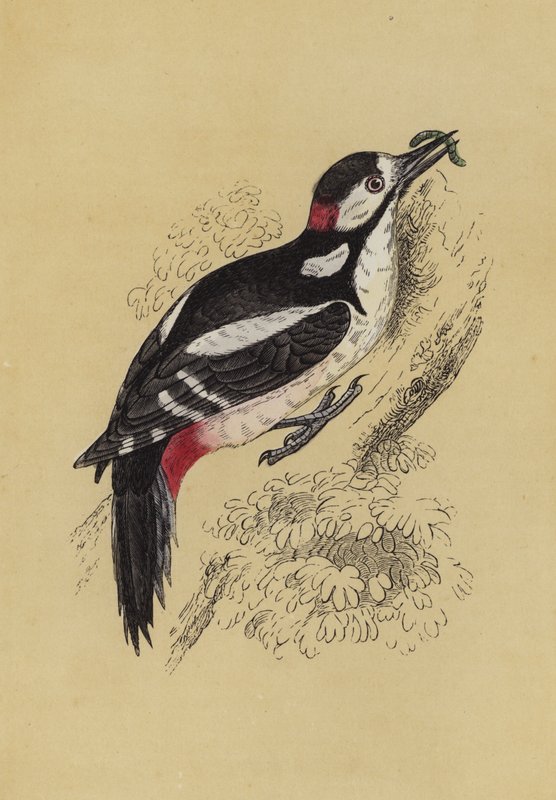 Pica-pau (cor litho) de English School
