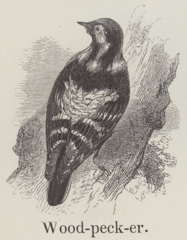 Pica-pau (gravura) de English School