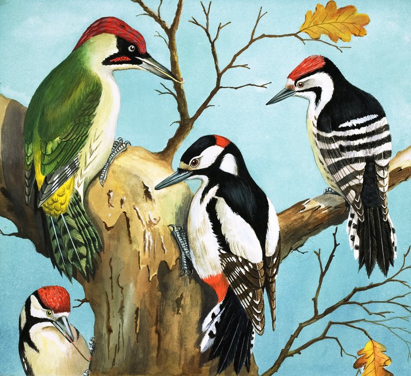 Pica-paus (guache sobre papel) de English School