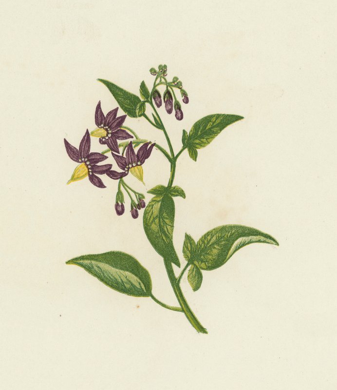 Woody Nightshade, ou Bitter Sweet, Solanum Dulcamara (cor litho) de English School