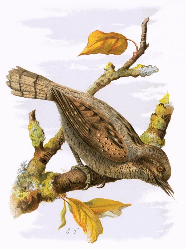 Torcicolo de English School