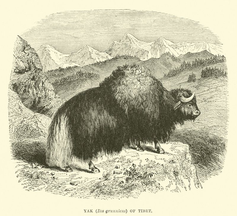 Yak (Bos grunniens) do Tibete de English School