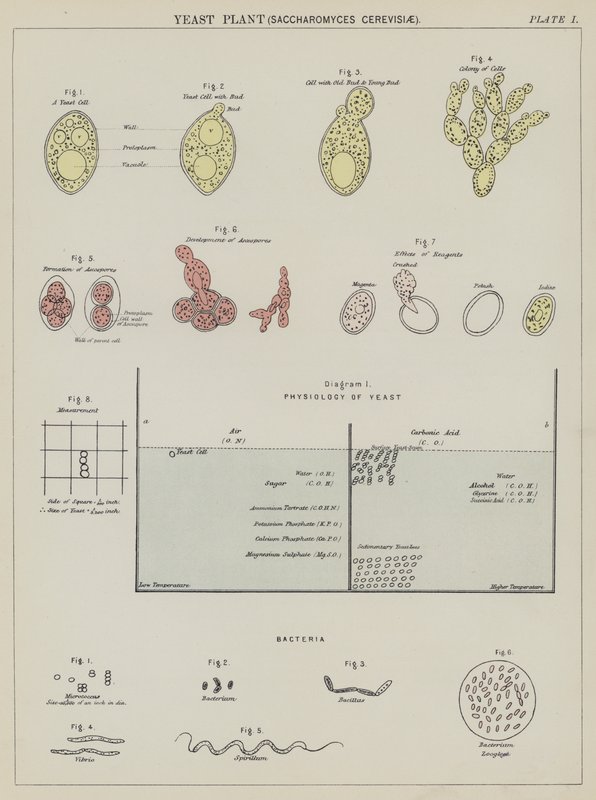 Planta de levedura, Saccharomyces Cerevisiae (litografia a cores) de English School