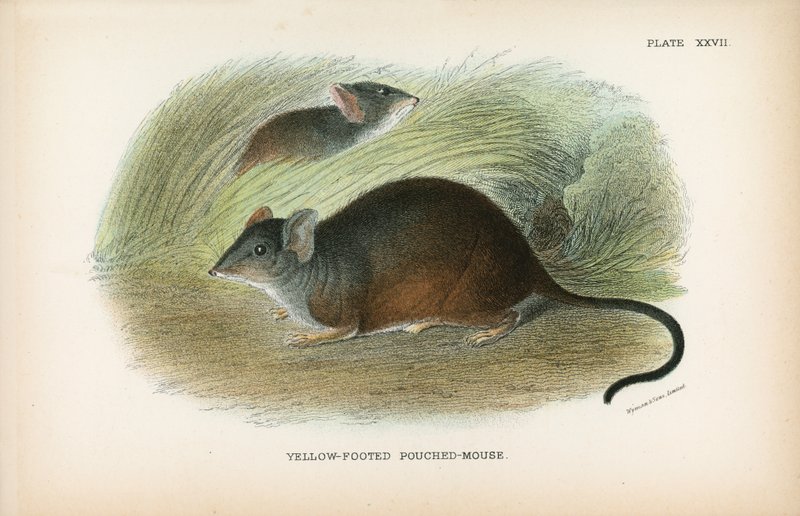 Rato-rato com patas amarelas de English School