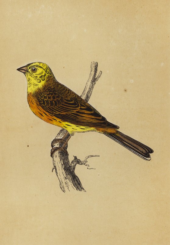Galhardete amarelo (litografia a cores) de English School