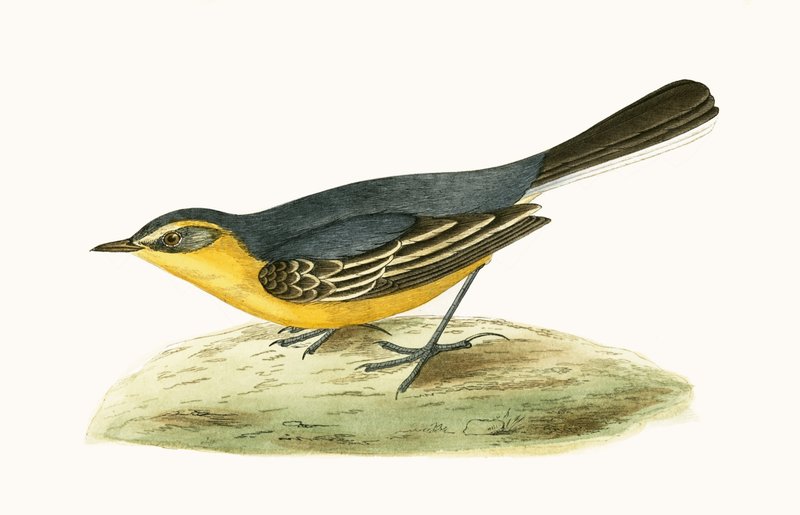 Alvéola-de-cabeça-amarela, ilustração de "Uma História das Aves da Europa Não Observadas nas Ilhas Britânicas", de Charles Robert Bree (1811-1886), publicada em 1867 de English School
