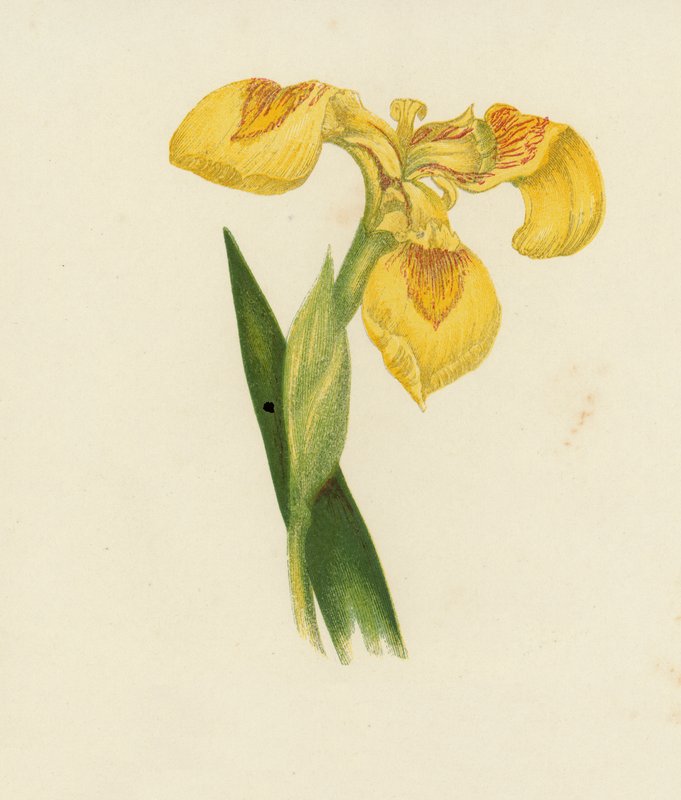 Íris amarela, Iris Pseudacorus (litografia a cores) de English School