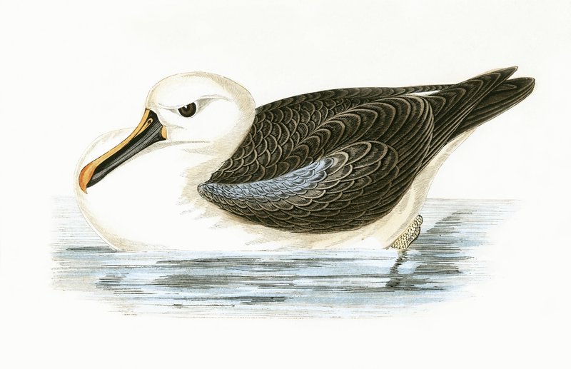 Albatroz-de-nariz-amarelo, ilustração de "Uma História das Aves da Europa Não Observadas nas Ilhas Britânicas", de Charles Robert Bree (1811-1886), publicada em 1867 de English School