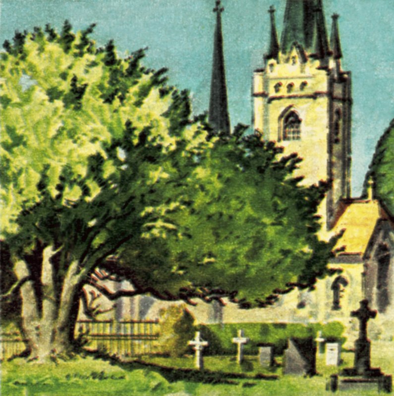 Teixo em um pátio da igreja de English School