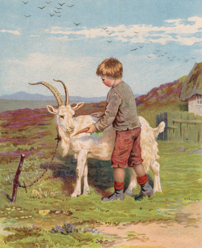 Jovem rapaz alimentando um bode de cabra numa quinta (chromolitho) de English School