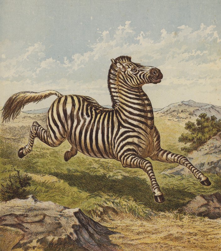 Zebra (litografia a cores) de English School