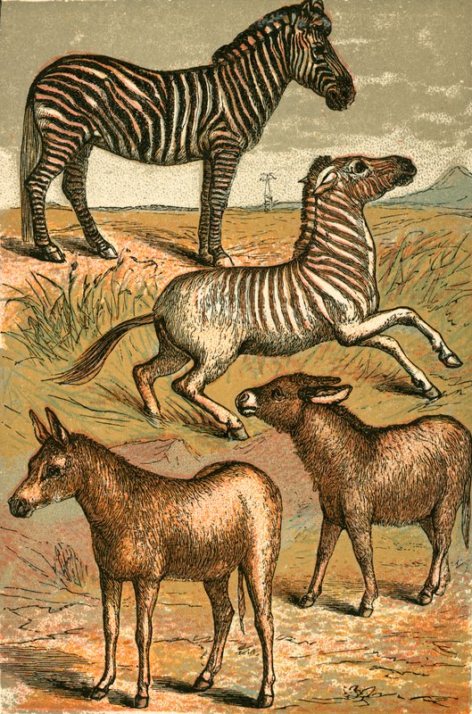 Zebra, Bunda Selvagem, Quagga e Bunda Comum de English School