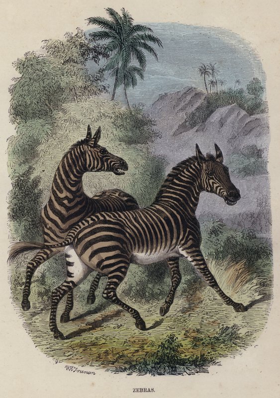Zebras (gravura colorida) de English School