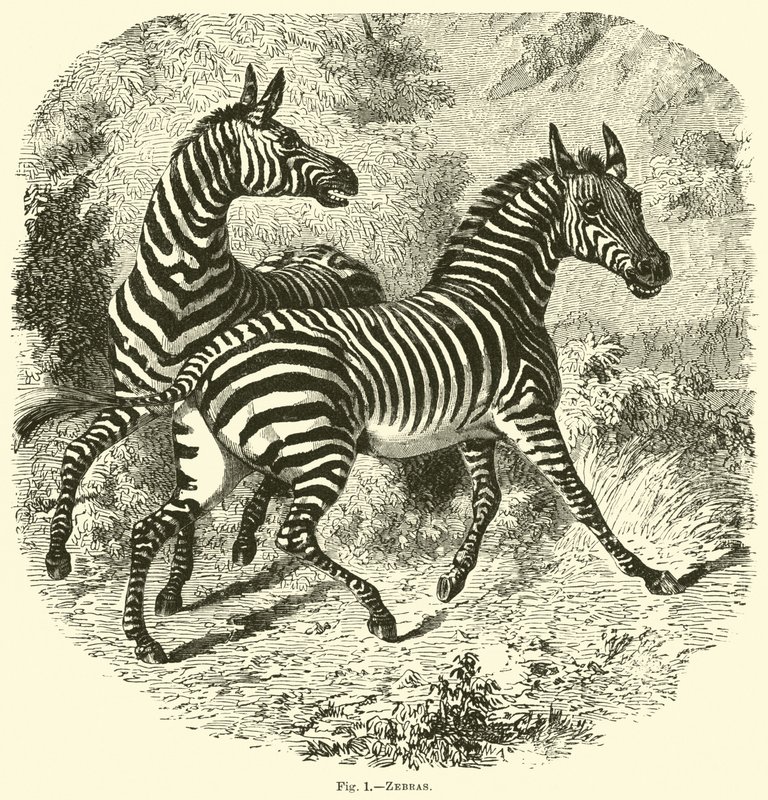 Zebras de English School