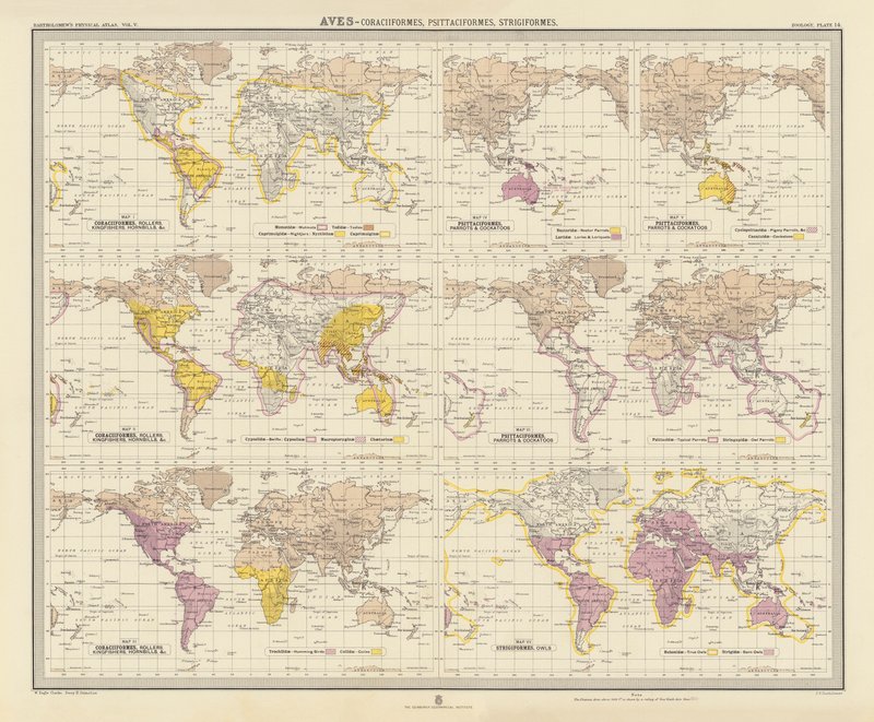 Zoogeografia: Aves, Coraciiformes, Psittaciformes, Strigiformes (litografia a cores) de English School