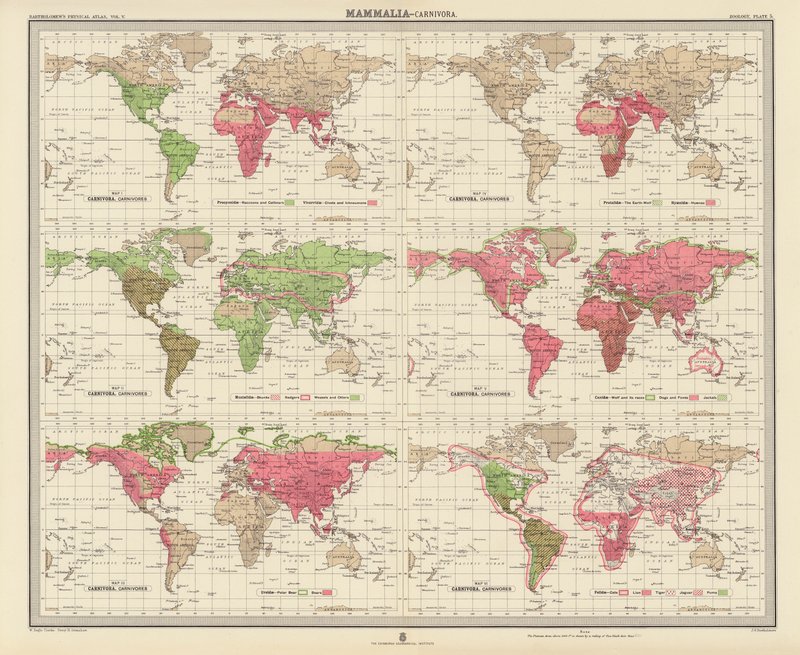 Zoogeografia: Mammalia, Carnivora (litografia a cores) de English School
