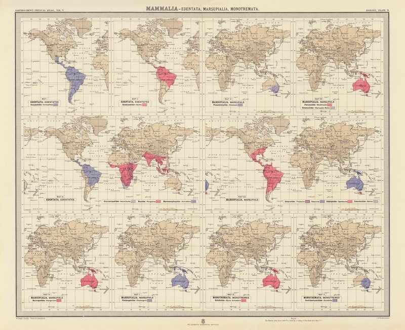Zoogeografia: Mammalia, Edentata, Marsupialia, Monotremata (litografia a cores) de English School