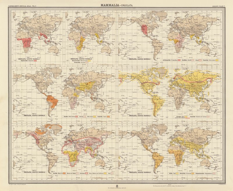 Zoogeografia: Mammalia, Ungulata (litografia a cores) de English School