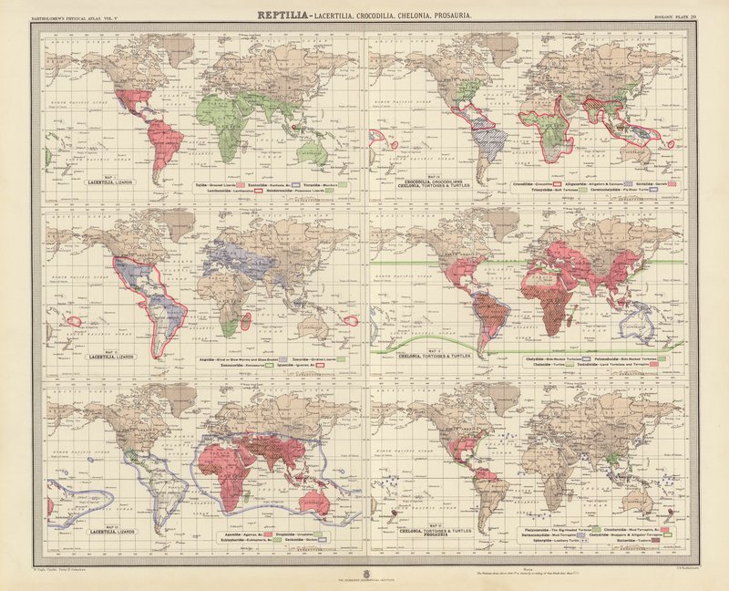 Zoogeografia: Reptilia, Lacertilia, Crocodilia, Chelonia, Prosauria (litografia a cores) de English School