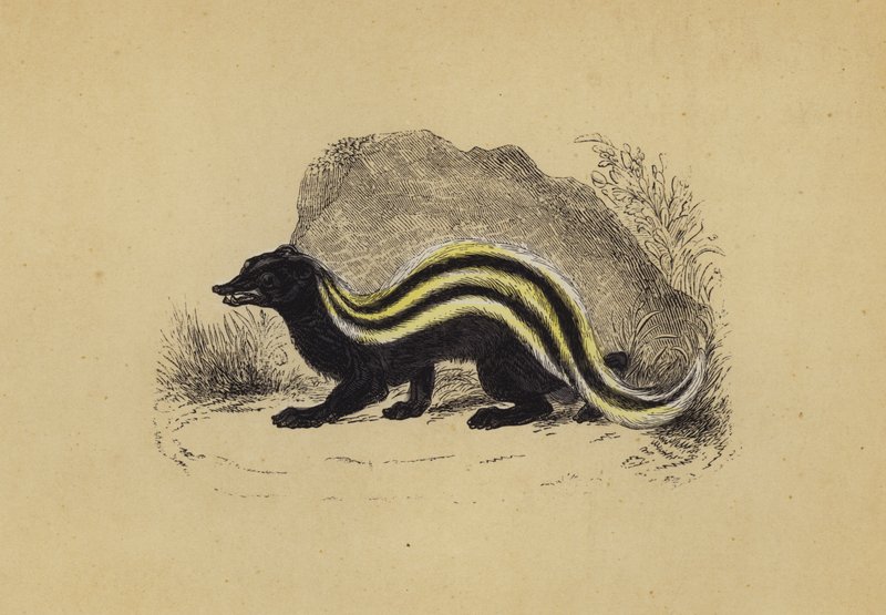 Zorilla (litografia a cores) de English School