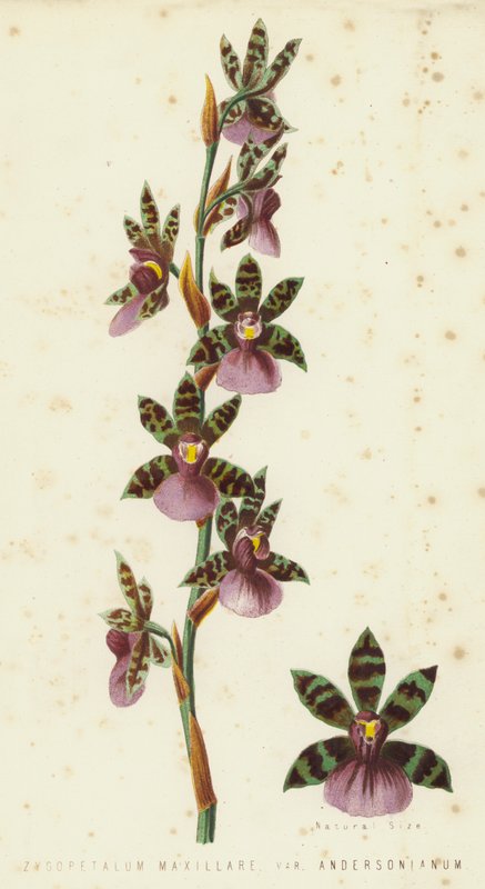 Zygopetalum Maxillare, Was Andersonianum de English School