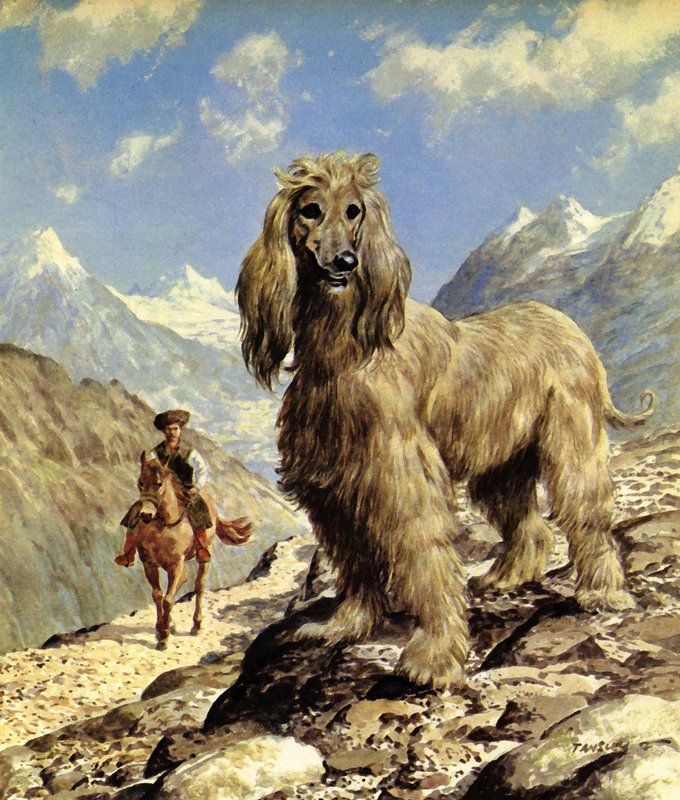 Afghan Hound (litografia a cores) de Eric Tansley