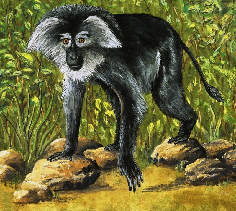 Macacos estranhos de Eric Tansley