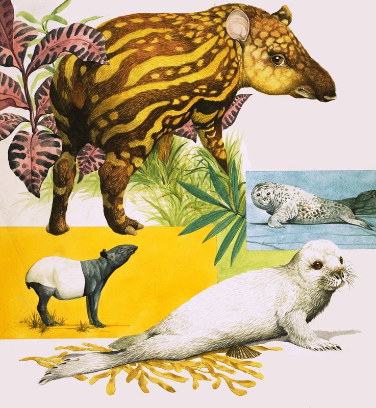 A anta malaia e a foca cinzenta do Atlântico de Eric Tansley
