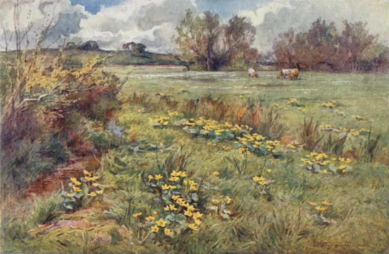 Campos sem caminhos de Ernest Benger or Berenger