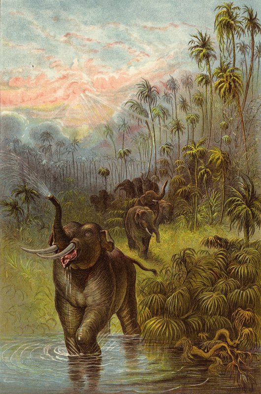Pôr do sol nos trópicos (cromolitho) de Ernest Henry Griset
