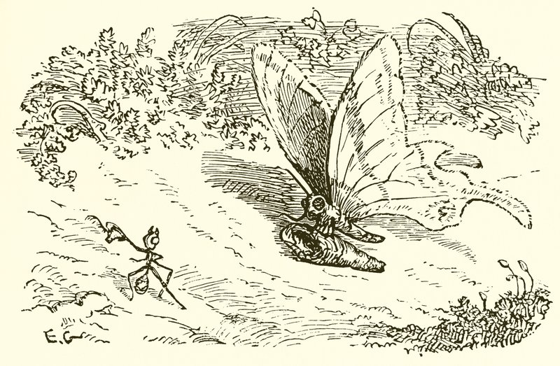 A formiga e a crisálida de Ernest Henry Griset