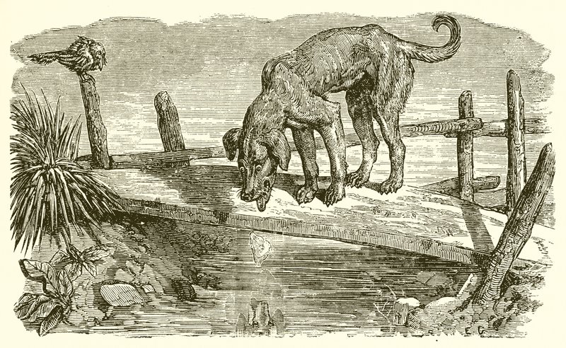 O cão e sua sombra de Ernest Henry Griset