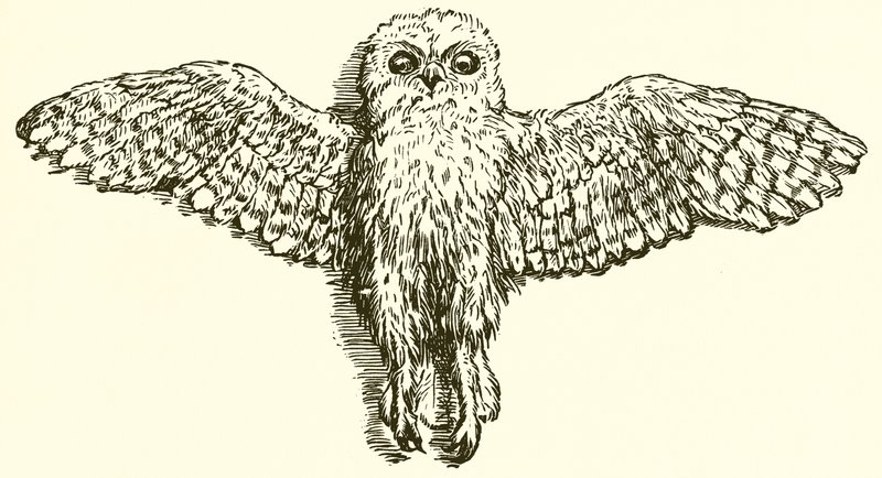 A águia e a coruja de Ernest Henry Griset