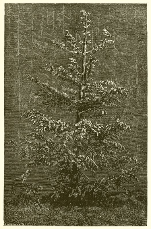 O abeto e o Bramble de Ernest Henry Griset