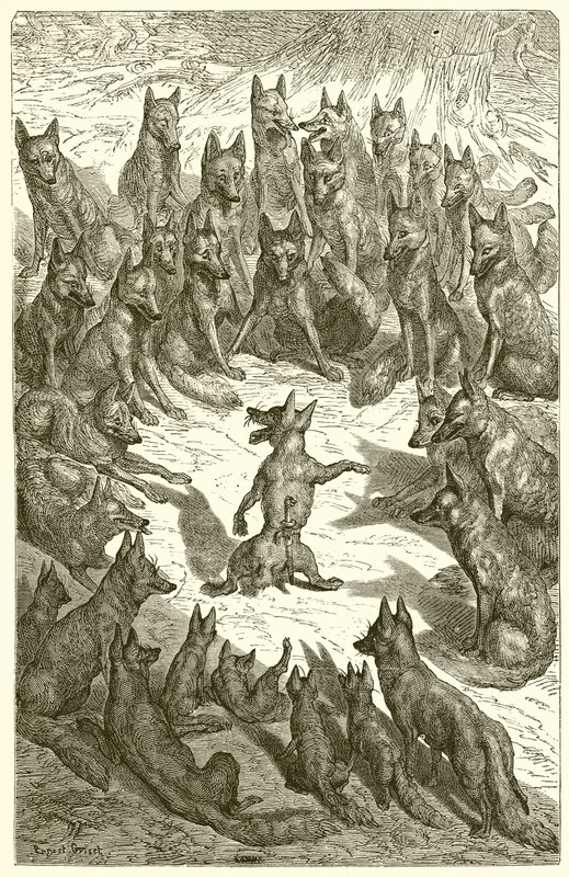 A raposa sem cauda de Ernest Henry Griset